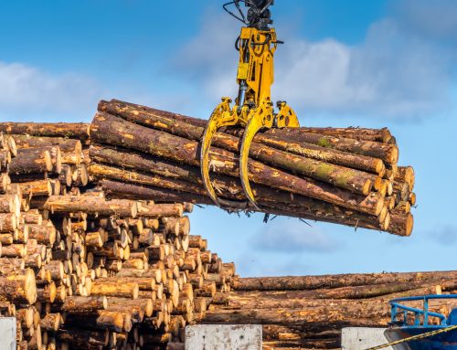 Erdőgazdálkodás itthon és a világkereskedelemben